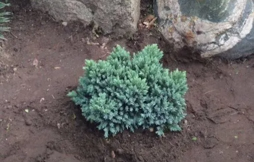 Affordable lawn mowing service experts serving Farmington Hills, MI - Steinkopf Nursery