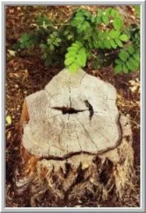 Expert lawn care service in Red Lion, PA by Stein's Lawn & Landscaping