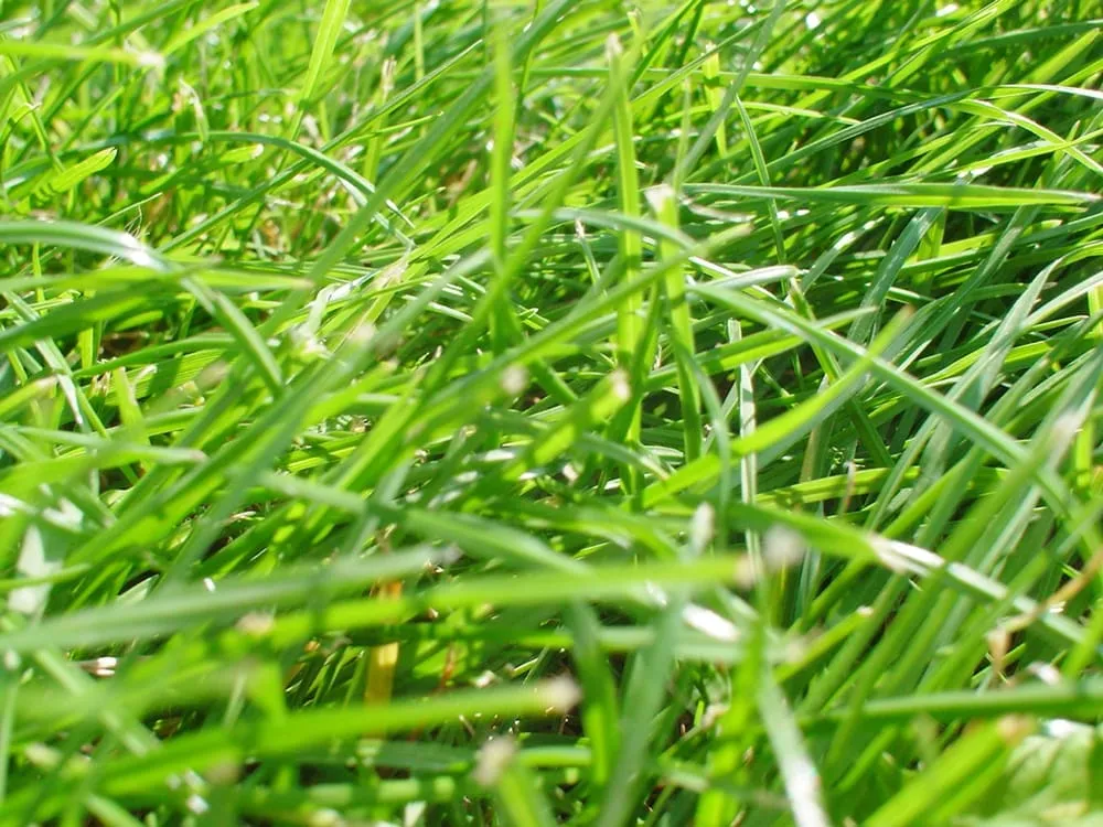 Top-rated yard maintenance in Caledonia, MI by Steketee Turf Service, Inc.