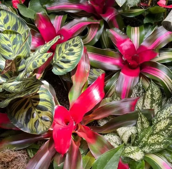 Reliable residential landscaping in Brandon, FL - Stem And Stone Landscaping