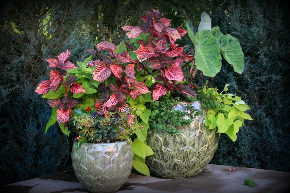 Reliable outdoor landscaping in Denver, CO - Stems Garden Design & Maintenance