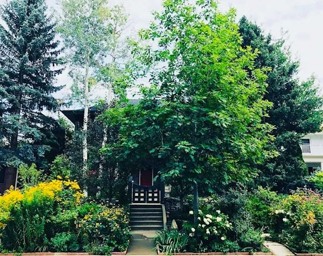 Top-rated yard maintenance for year-round maintenance in Denver, CO by Stems Garden Design & Maintenance