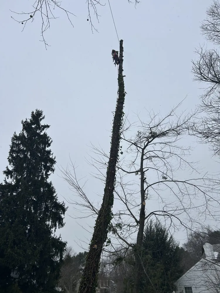 Affordable lawn mowing service near you across Rockville, MD - Steos Landscaping