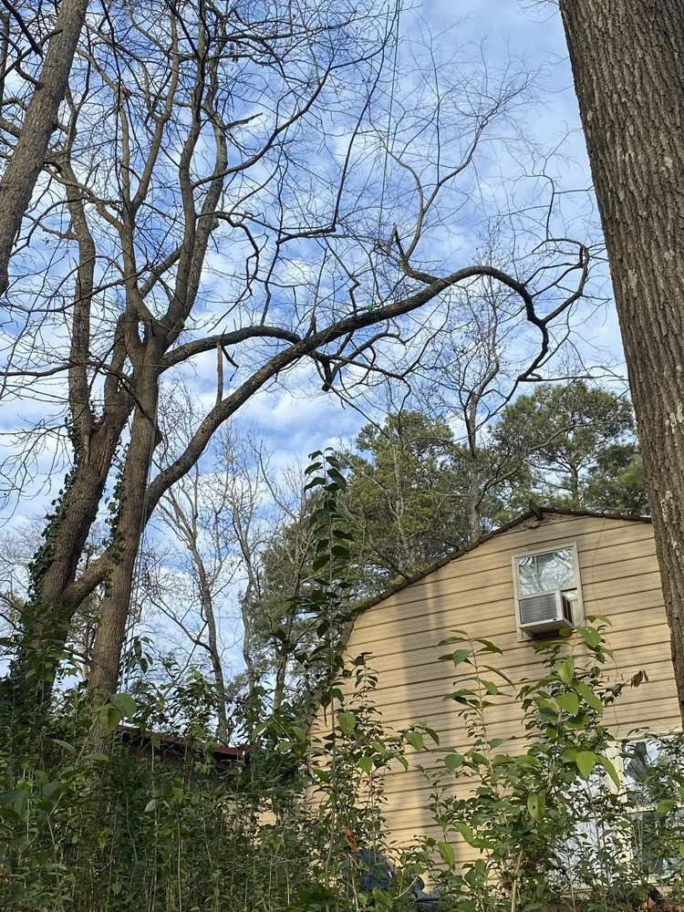 Custom yard cleanup service in Anderson, SC by Step Above Complete Tree Services