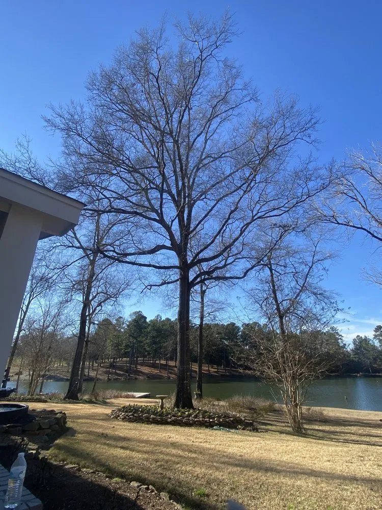 Trusted outdoor landscaping in Anderson, SC - Step Above Complete Tree Services