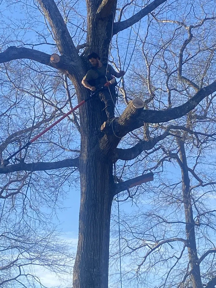 Trusted landscape design experts serving Anderson, SC - Step Above Complete Tree Services