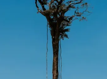 Professional garden landscaping with custom design in Anderson, SC by Step Above Complete Tree Services