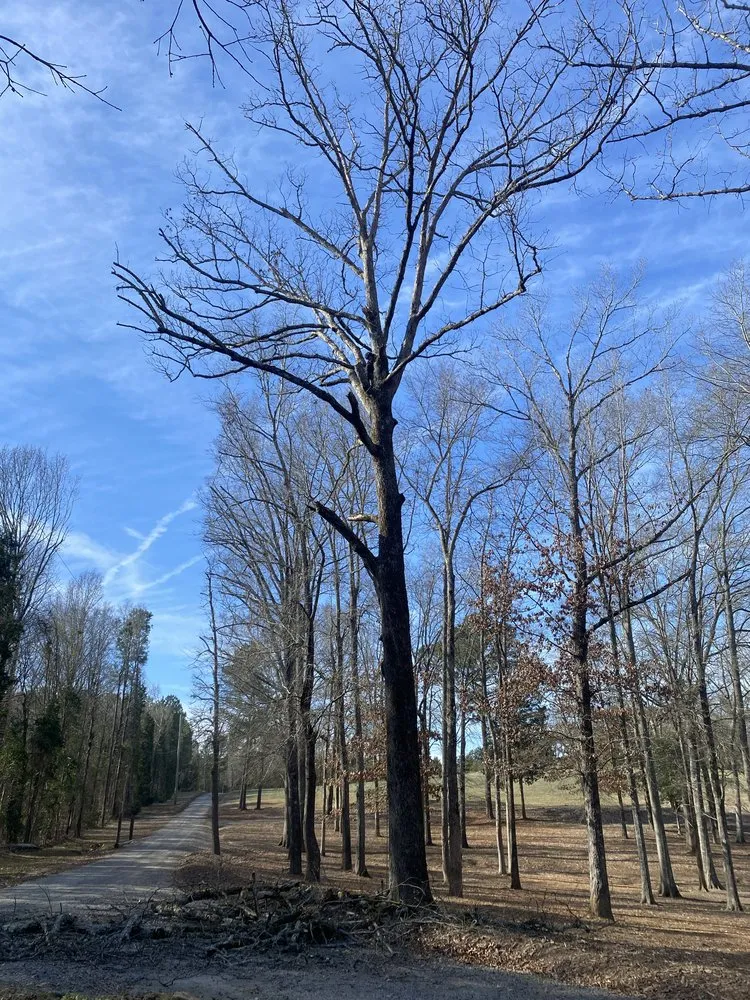 Local landscape design for beautiful yards across Anderson, SC - Step Above Complete Tree Services