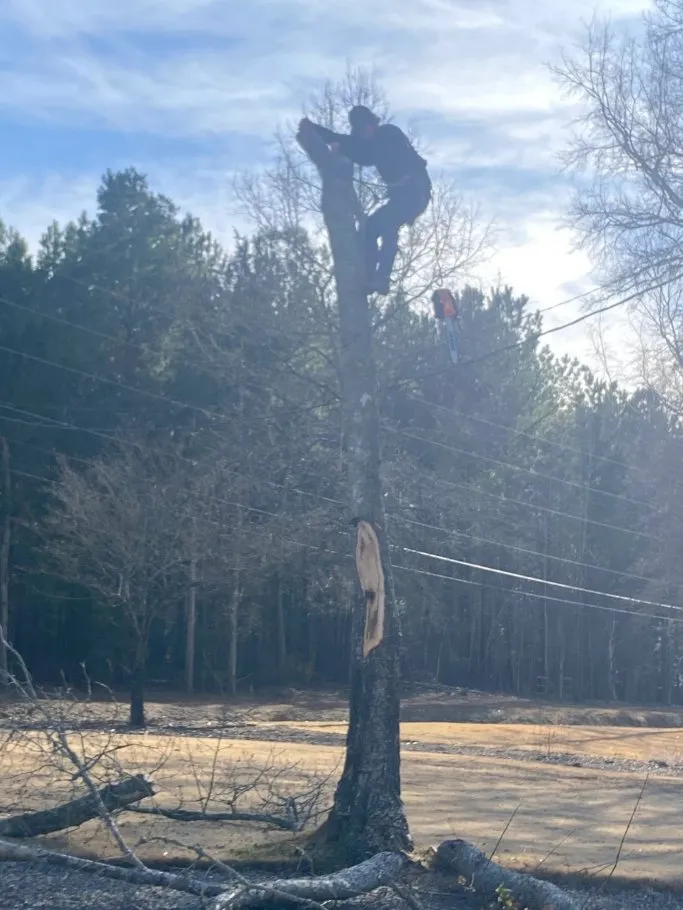 Reliable garden landscaping in Anderson, SC - Step Above Complete Tree Services