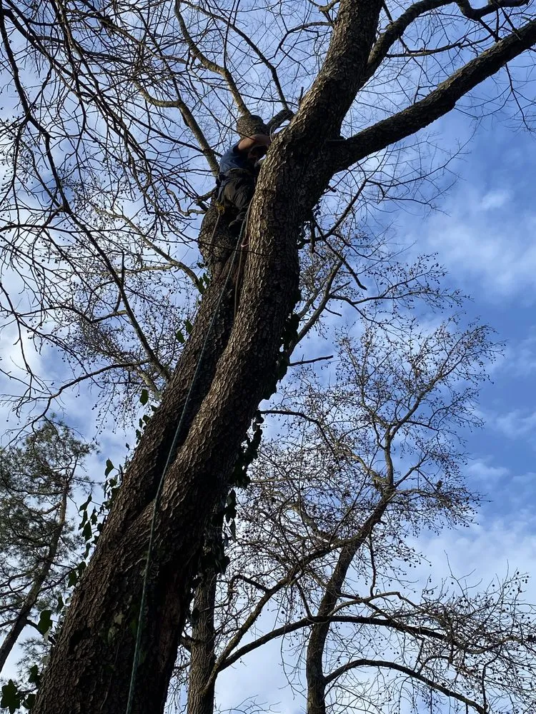 Reliable landscape design in Anderson, SC - Step Above Complete Tree Services