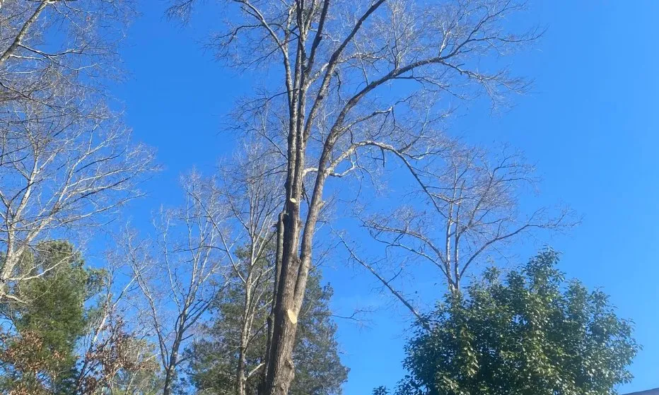 Trusted garden landscaping in Anderson, SC by Step Above Complete Tree Services