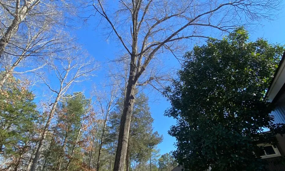 Top-rated landscape installation for beautiful yards in Anderson, SC by Step Above Complete Tree Services