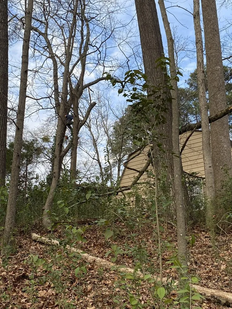 Expert lawn care service in Anderson, SC by Step Above Complete Tree Services