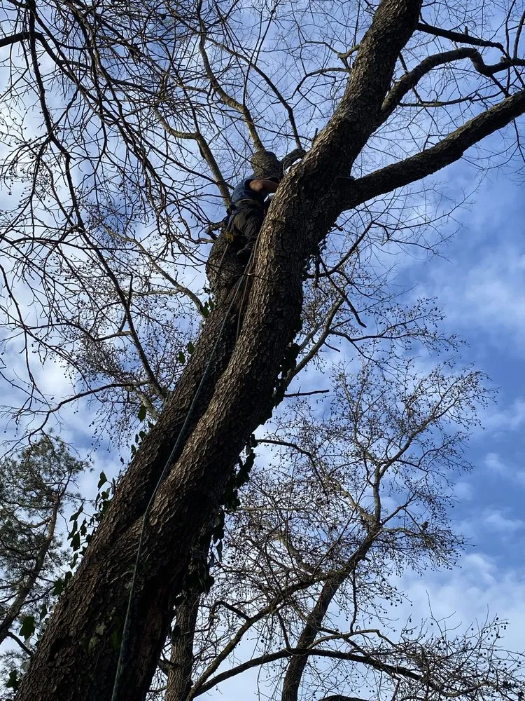 Custom landscape installation experts serving Anderson, SC - Step Above Complete Tree Services