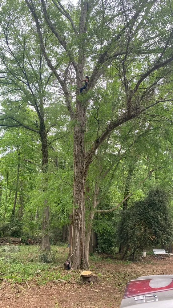 Custom yard maintenance for homes in Anderson, SC by Step Above Complete Tree Services