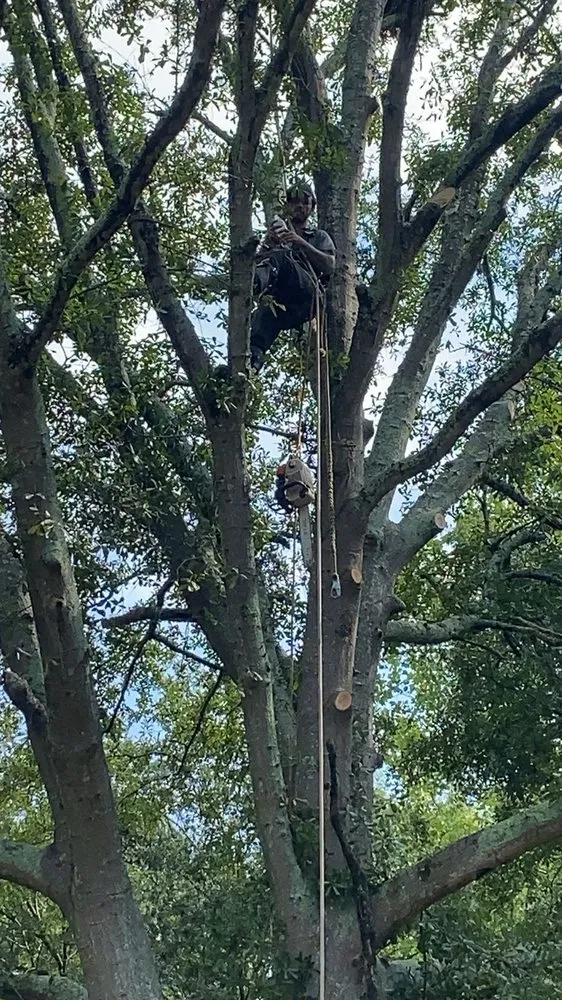 Expert lawn mowing service in Anderson, SC - Step Above Complete Tree Services