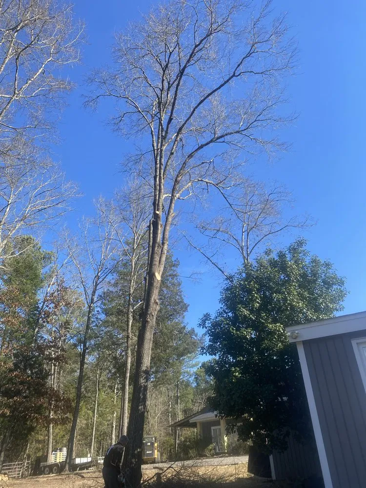 Custom landscaping services in Anderson, SC by Step Above Complete Tree Services