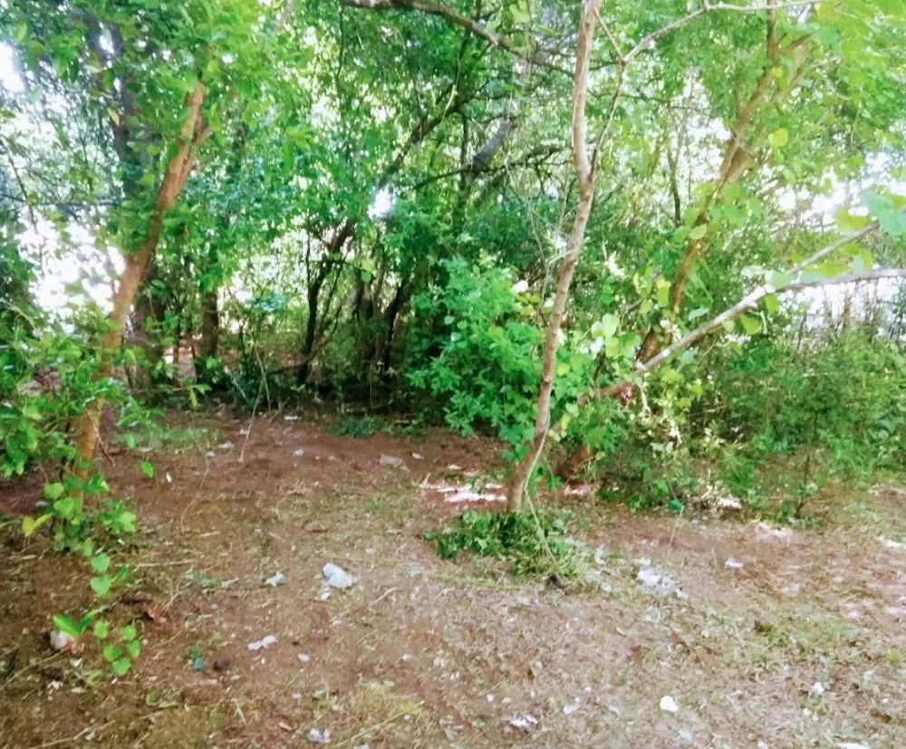 Affordable landscape installation near you in Columbus, GA by Step Above Creationz