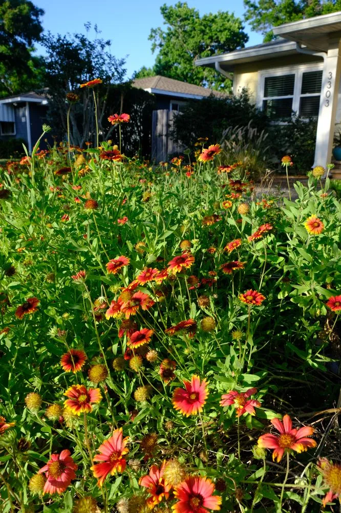 Professional landscaping services near you in St. Petersburg, FL by Step By Step Native Landscaping