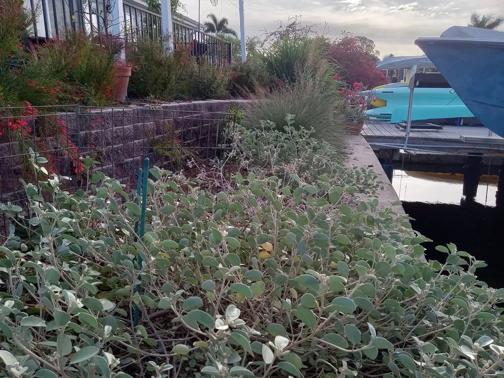 Affordable yard cleanup service in St. Petersburg, FL by Step By Step Native Landscaping