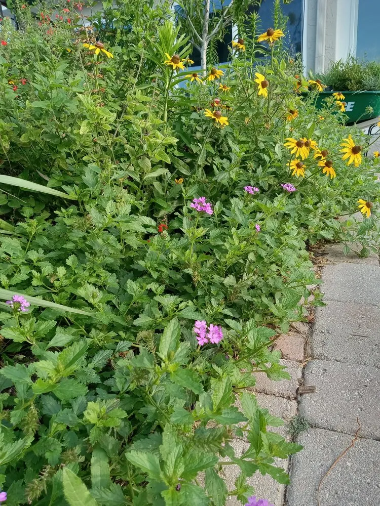 Expert yard cleanup service for outdoor upgrades across St. Petersburg, FL - Step By Step Native Landscaping