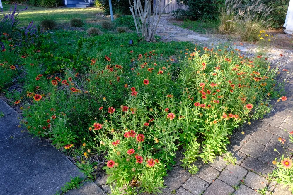 Custom landscape design experts serving St. Petersburg, FL - Step By Step Native Landscaping