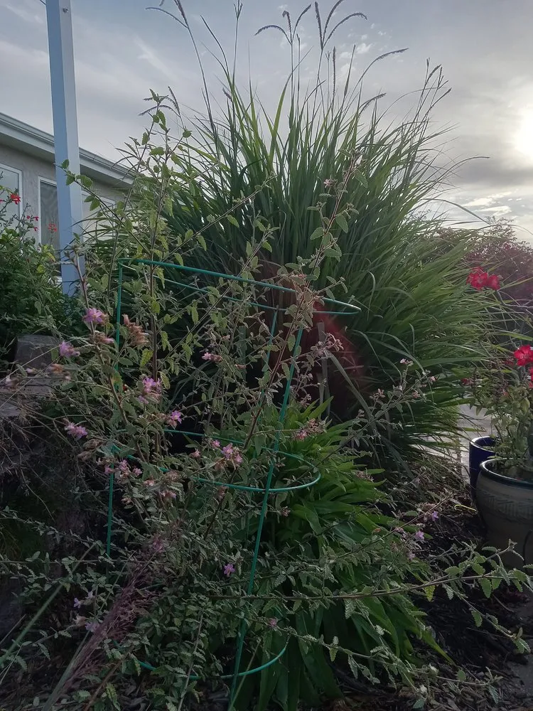 Expert landscape design for year-round maintenance across St. Petersburg, FL - Step By Step Native Landscaping