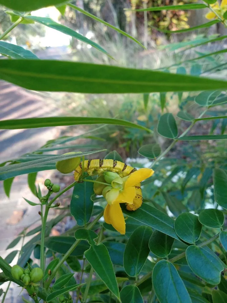 Top-rated garden landscaping in St. Petersburg, FL by Step By Step Native Landscaping