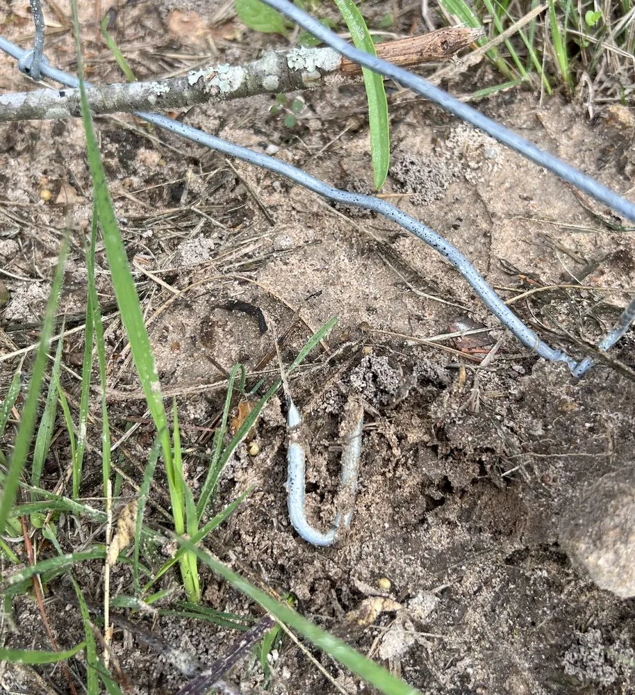 Affordable yard cleanup service near you in New Waverly, TX by Stepanski Land Management