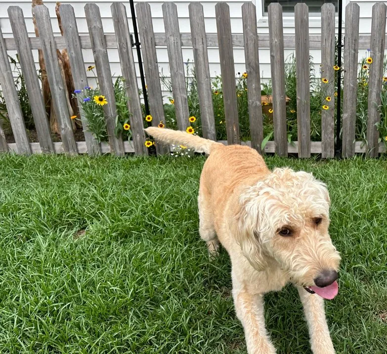 Expert yard maintenance in Summerville, SC - Steph & Paul Lawn Care Service