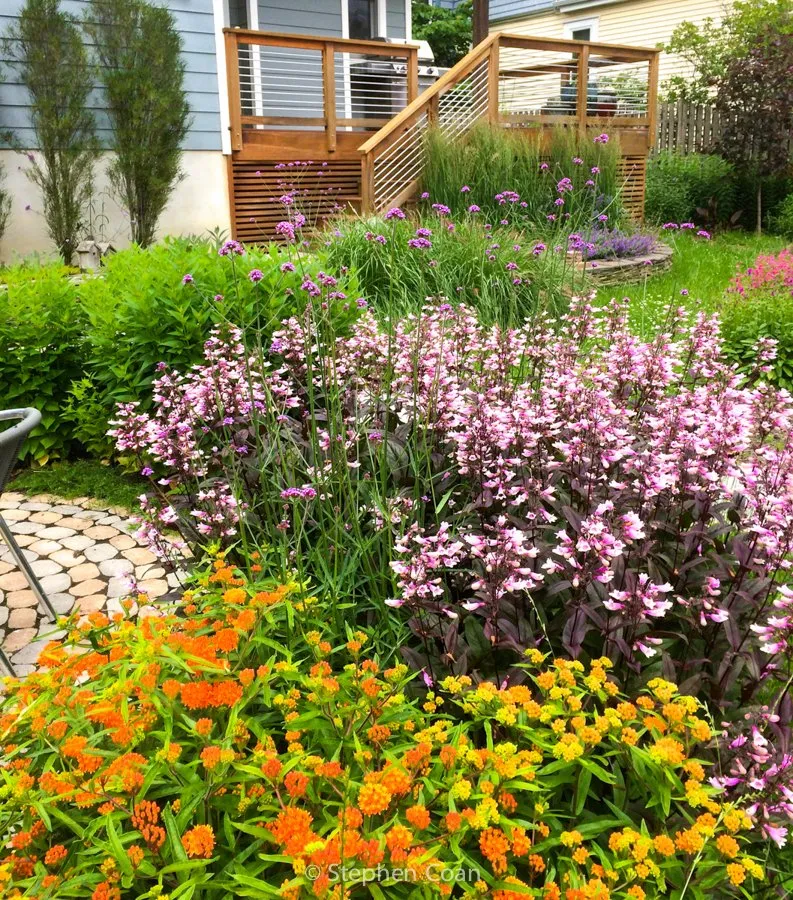 Local residential landscaping in Collingswood, NJ by Stephen Coan Garden Design