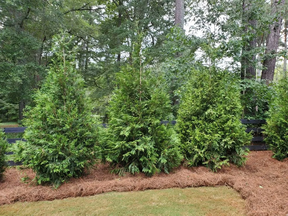 Professional lawn mowing service in Cumming, GA by Stephens Family Landscaping and Trees