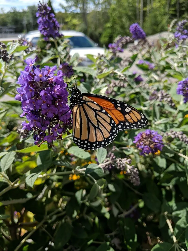 Local lawn care service for year-round maintenance in Moultonborough, NH by Stephens Landscaping Professionals