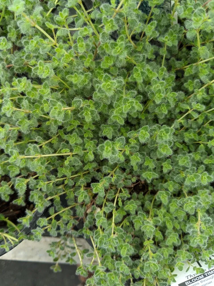 Local lawn care service in Louisville, KY by Stephenson Garden Center & Nursery