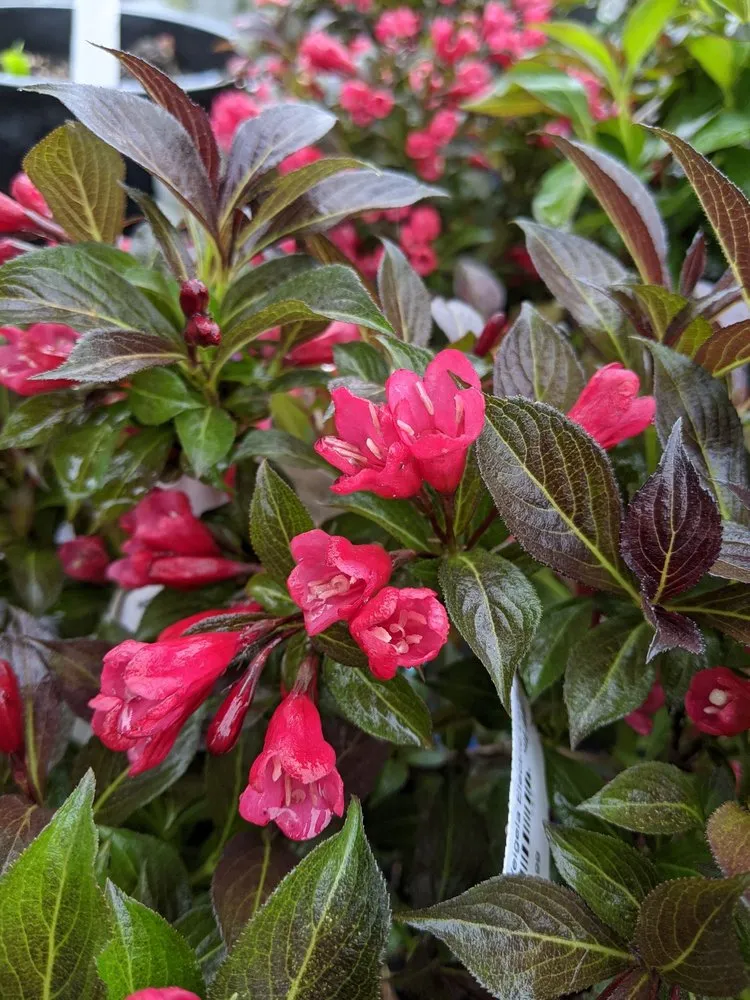 Trusted residential landscaping experts serving Louisville, KY - Stephenson Garden Center & Nursery