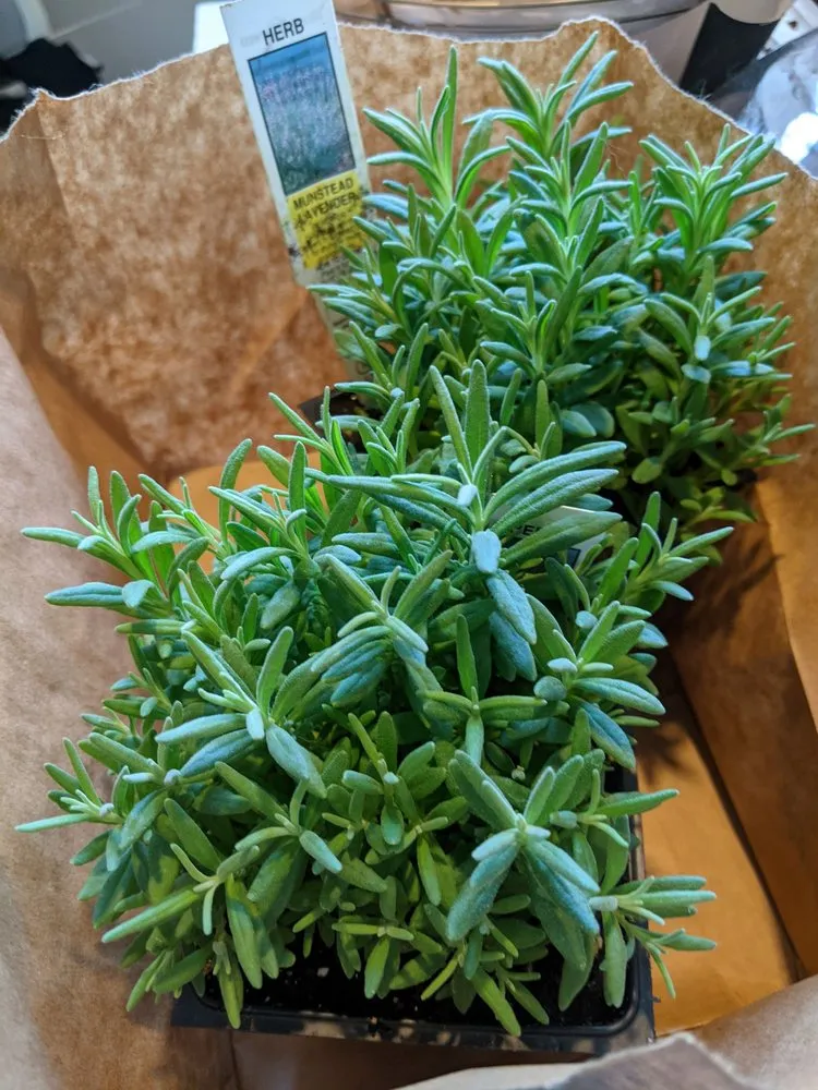 Local lawn care service in Louisville, KY - Stephenson Garden Center & Nursery