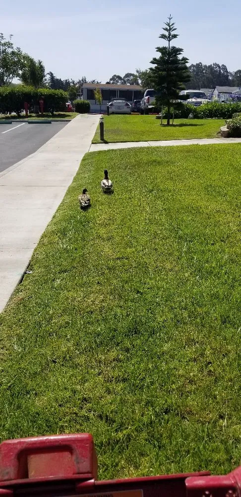 Local landscaping services in Arroyo Grande, CA by Stephenson Landscape
