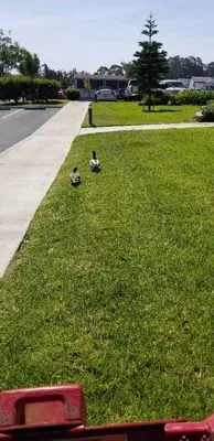 Stephenson Landscape Logo