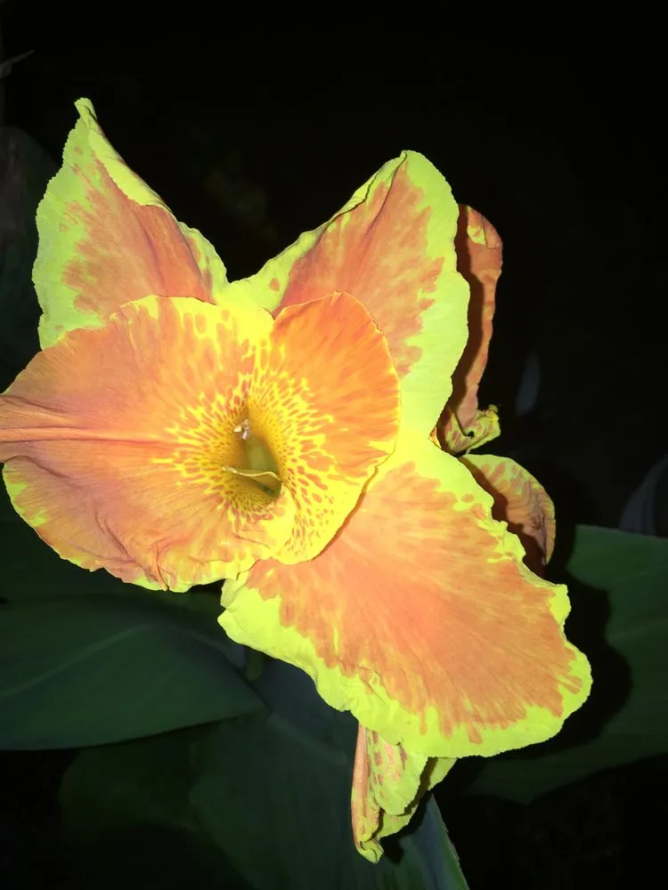 Custom landscape installation in North Charleston, SC - Stephenson Landscapes