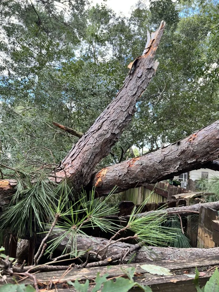 Top-rated landscaping services for year-round maintenance across North Charleston, SC - Stephenson Landscapes