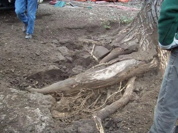 Local residential landscaping for residential properties across Madison, WI - Stephenson Tree Care