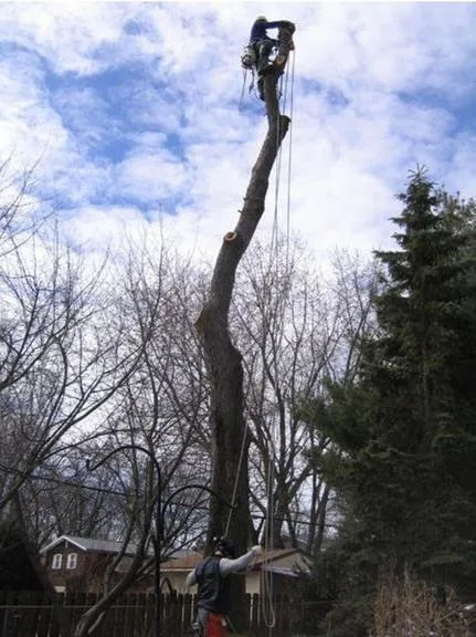 Top-rated landscape design with custom design across Madison, WI - Stephenson Tree Care