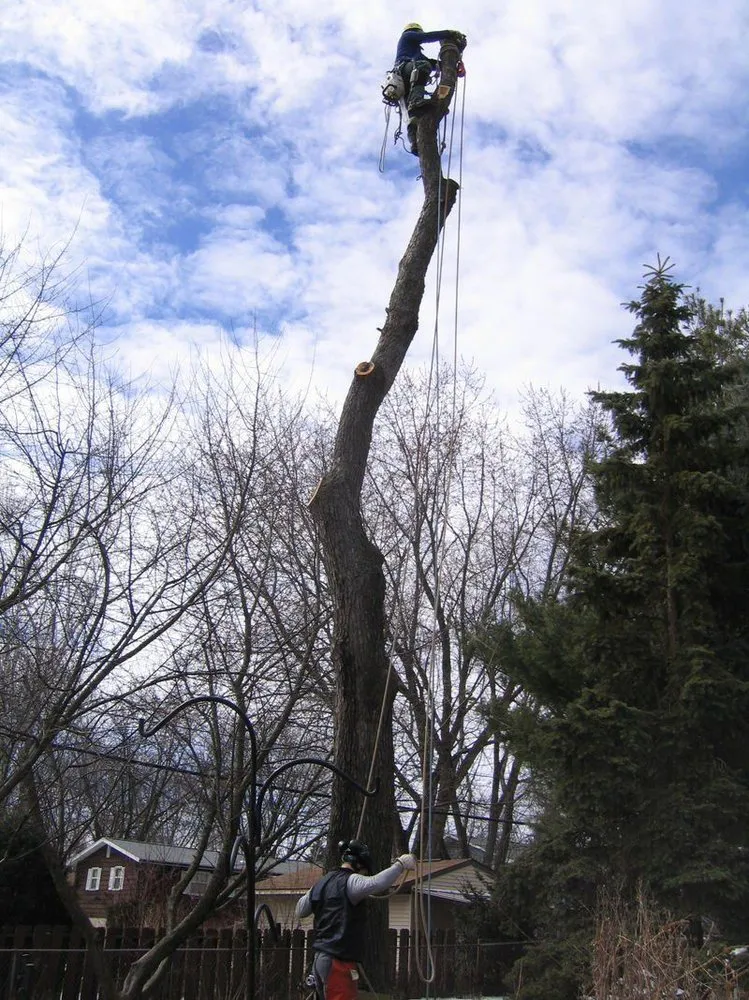 Custom landscaping services in Madison, WI by Stephenson Tree Care