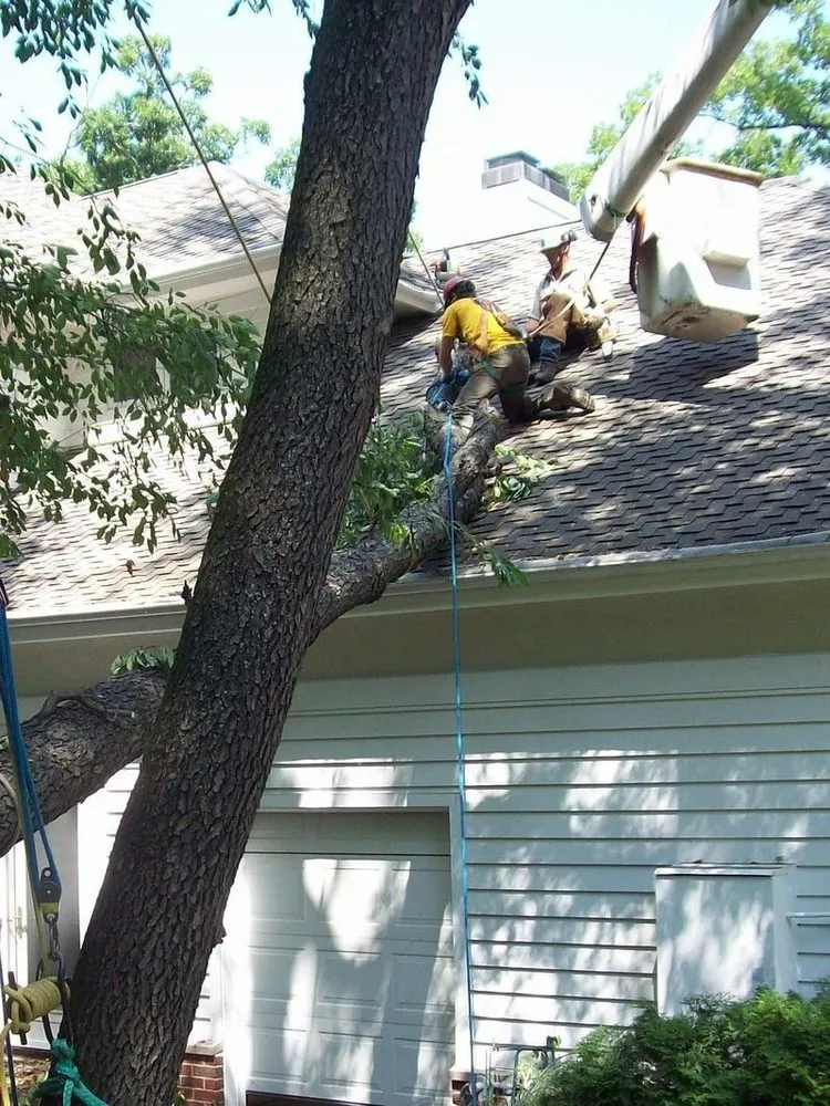 Expert garden landscaping for outdoor upgrades across Madison, WI - Stephenson Tree Care