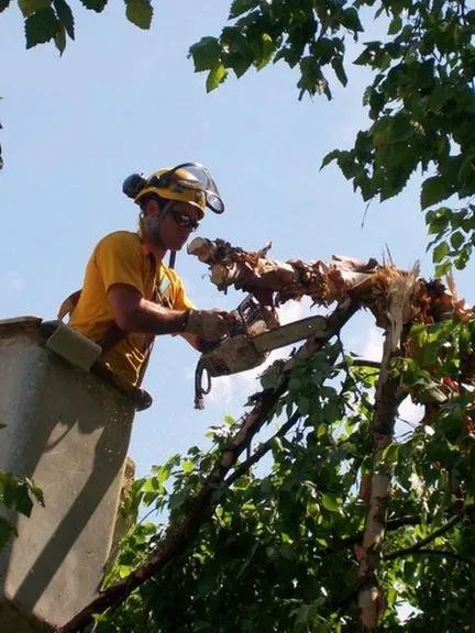 Reliable residential landscaping in Madison, WI - Stephenson Tree Care