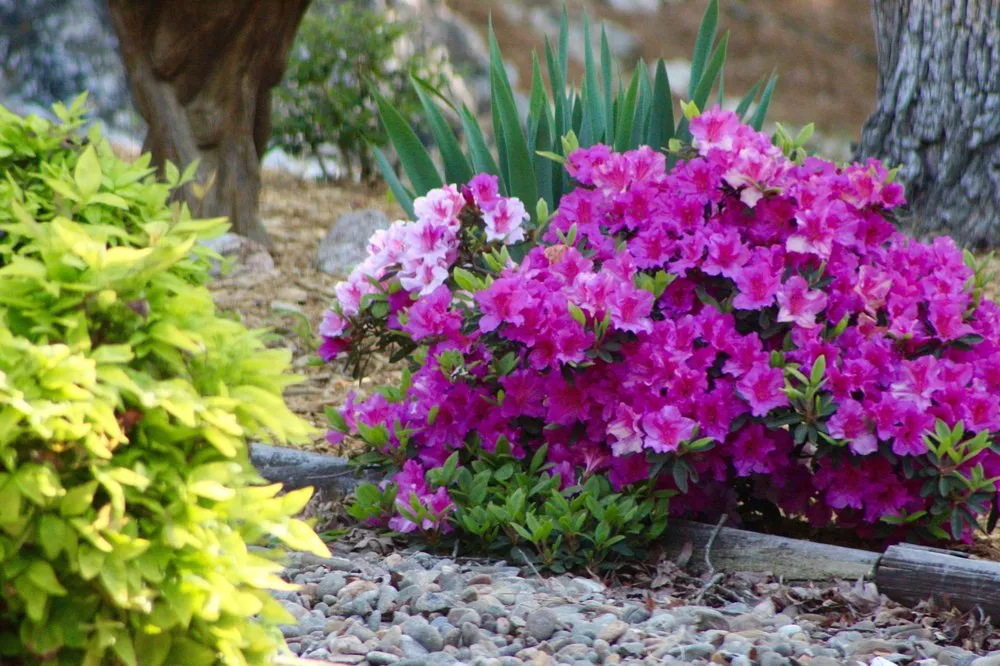 Reliable landscape design for residential properties in Lawrenceville, GA by Stepping Stones Lawn and Landscaping