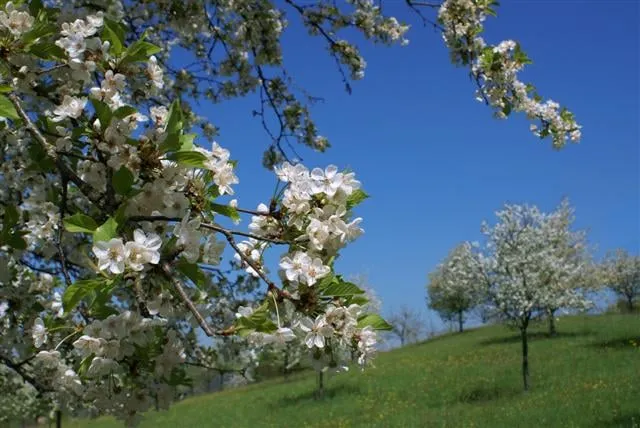 Trusted yard maintenance for residential properties across Speonk, NY - Sterling Tree & Lawn Service