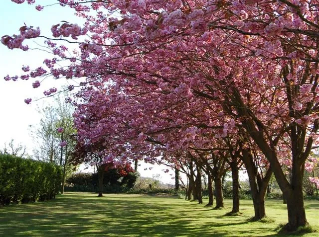 Expert lawn care service for beautiful yards in Speonk, NY by Sterling Tree & Lawn Service