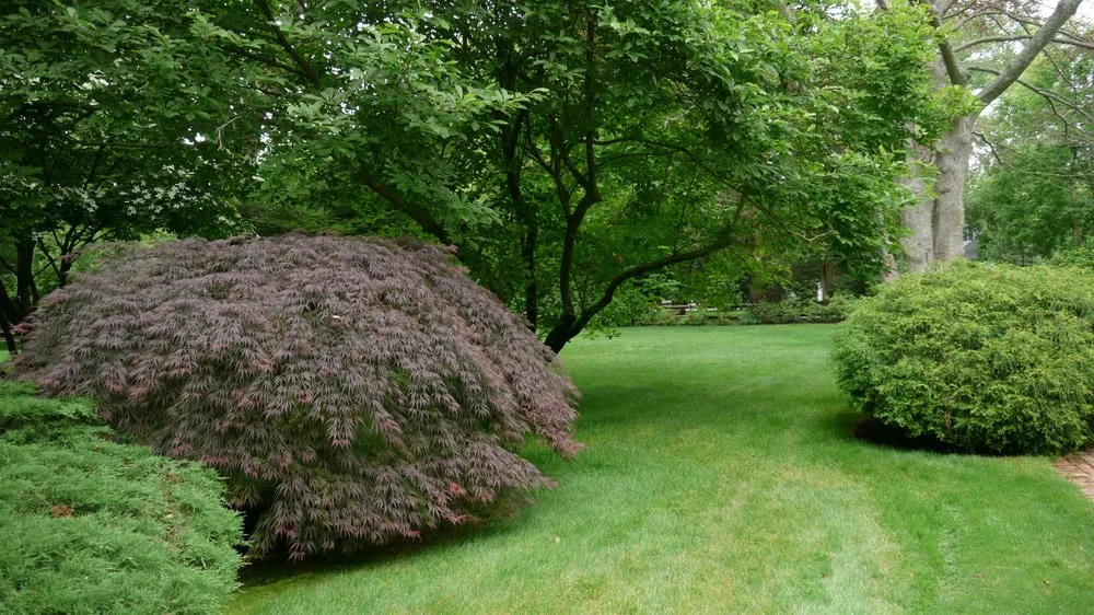 Affordable landscaping services experts serving Speonk, NY - Sterling Tree & Lawn Service
