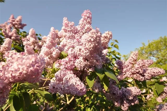 Affordable landscape installation experts serving Speonk, NY - Sterling Tree & Lawn Service